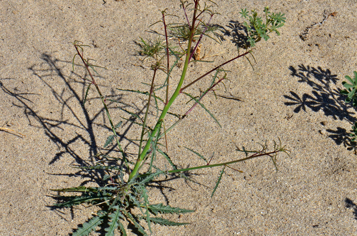 California Suncup grows up to 3 feet or more, has beautiful but small yellow flowers and 4 inch cylindrical fruit reflexed downward. The plants look amazingly like members of the mustard or Cruciferae family. Eulobus (Camissonia) californicus 